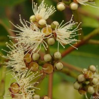 Syzygium caryophyllatum (L.) Alston